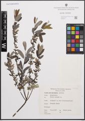 Foto von Salix cinerea L.